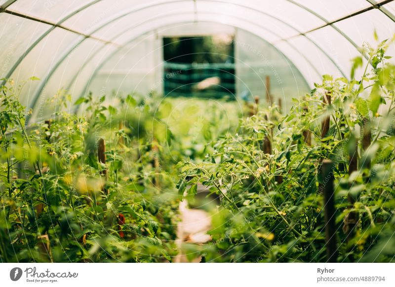 Bush Of Tomatoes Vegetables Growing In Raised Beds In Vegetable Garden Or Hothouse Or Greenhouse agriculture background boke bokeh bush cultivate cultivated