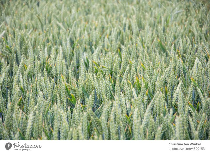 Wheat field with still unripe ears Wheatfield Grain Agriculture Summer Grain field Ear of corn Nutrition Growth Food Cornfield Agricultural crop naturally Plant