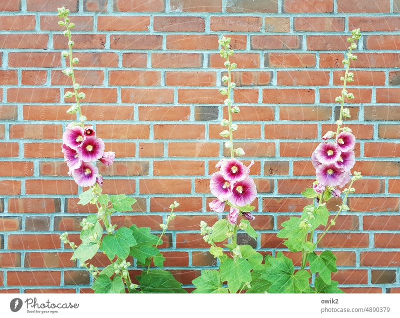 mauve Mauves three flowers plants blossoms Open Growth Nature Summer daylight heyday open Delicate Outdoors Moody Botany Flowering plant Idyll Pattern