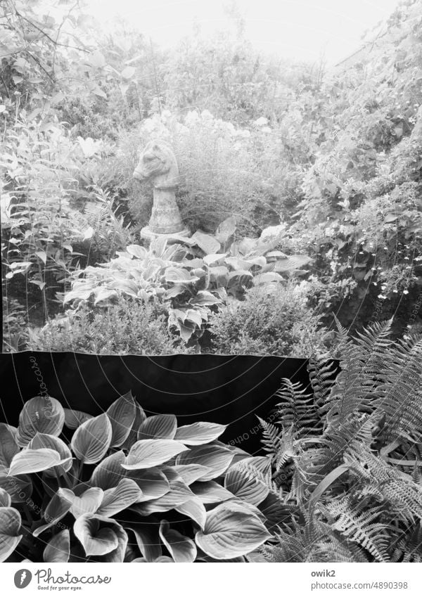 Irregular opening Chess piece jumper out Garden Stand Wait plants Black & white photo leaves tarpaulin Tent Window review Fern Growth Habitat Lush Nature