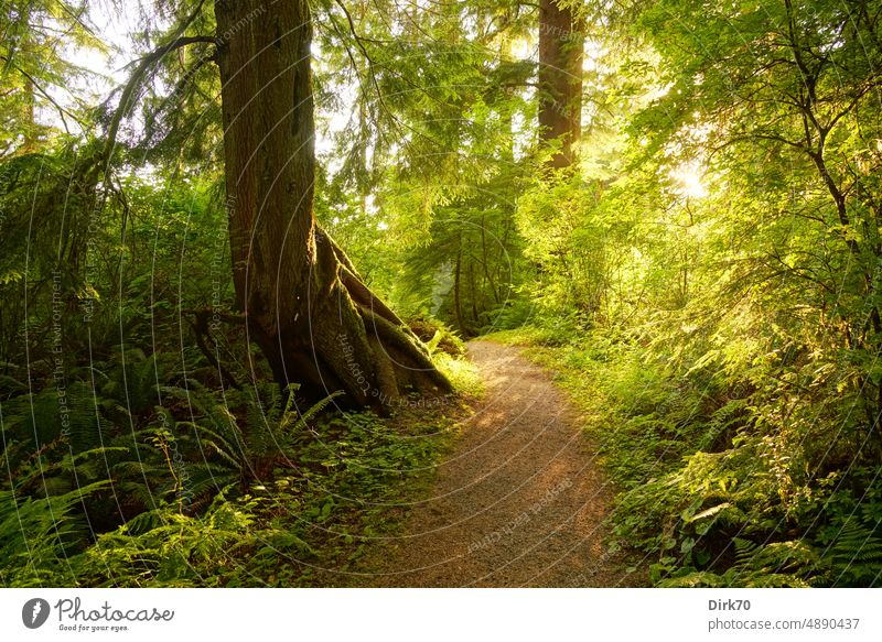 Forest trail on Olympic Peninsula, Washington, USA Olympic National Park Nature Landscape Colour photo Tree Americas Tourism Woodground forest path Perspective