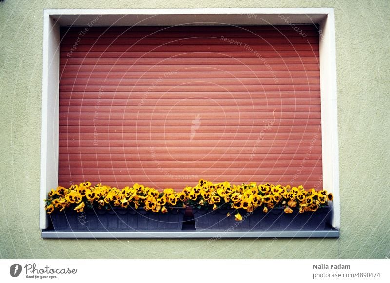 BO-Ehrenfeld aS Analog Analogue photo Colour photo House (Residential Structure) Architecture flowers Box Window box Yellow Green Brown Black White