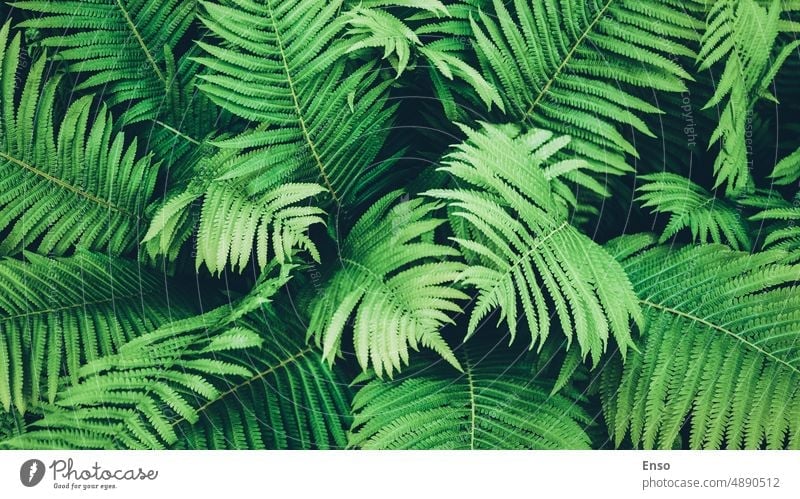 Green fern plants, overhead view for botanical background, Ostrich fern growing in the forest ferns green leaf fern leaves natural spring natural backgrounds