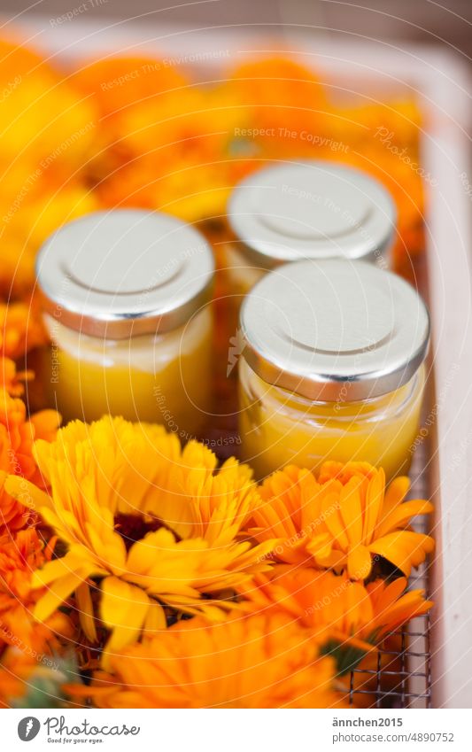 In the middle of orange and yellow marigold flowers are three small jars of marigold ointment Cream DIY Blossom Yellow Orange Marigold Flower Plant