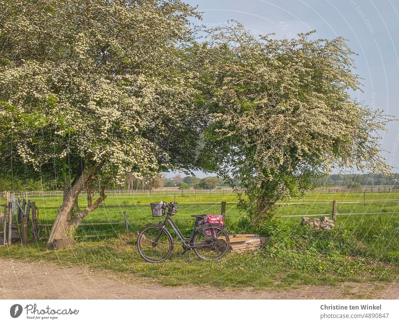 Bicycle under flowering trees Break blossoming trees country idyll Gate Meadow graze Nature Grass Landscape Sky Day Green Fences Willow tree off Cycling