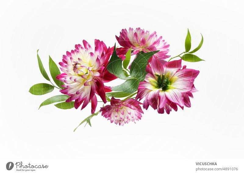 Beautiful flying pink Dahlia flowers composition at white background. creative beautiful dahlia levitation summer front view bloom bouquet concept flora floral