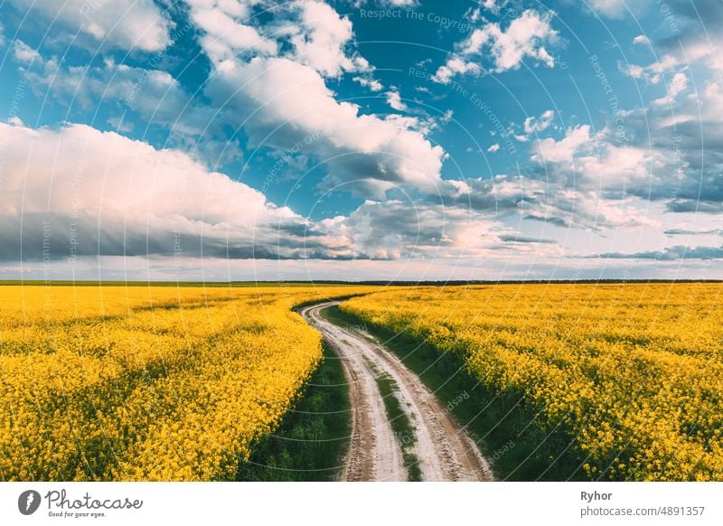 Elevated View Dramatic Sky With Fluffy Clouds On Horizon Above Rural Landscape Blooming Canola Colza Flowers Rapeseed Field. Country Road. Spring Field Agricultural Landscape