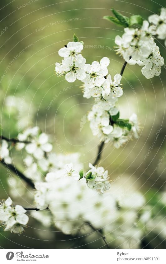 White Young Spring Flowers Growing In Branch Of  Tree in Forest agriculture beautiful beauty beginning bloom blooming blossom botanic botanical botany branch