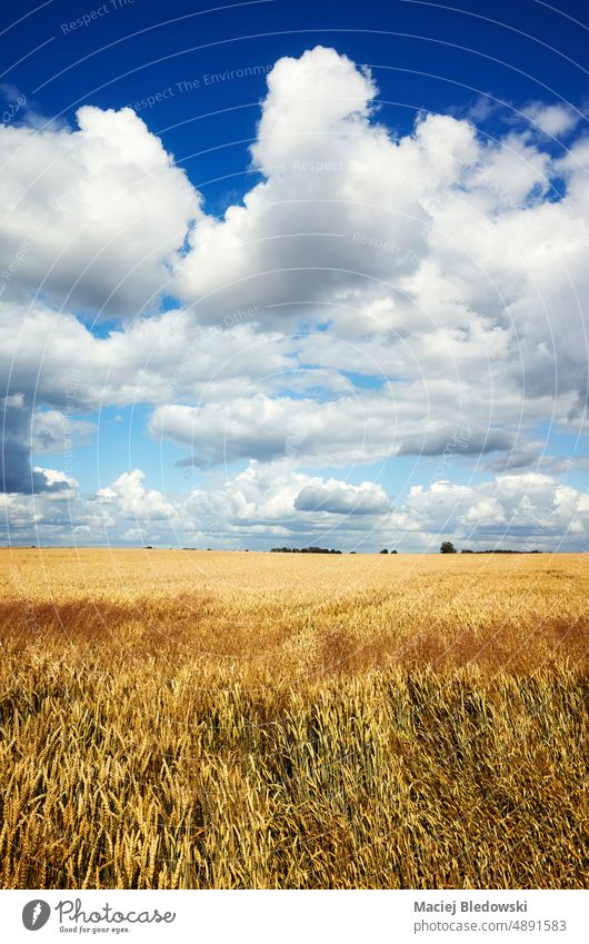 Summer crop field landscape on a sunny day. nature cloud sky rural harvest agriculture horizon country farmland sunlight farming cultivated agricultural nobody
