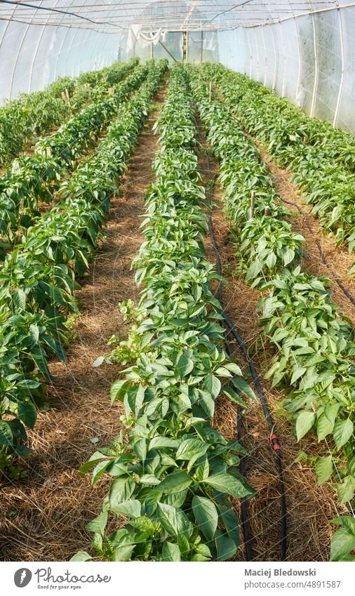 Organic vegetable plantation in a greenhouse. farm organic agriculture food natural growth gardening farming cultivation growing healthy agricultural produce