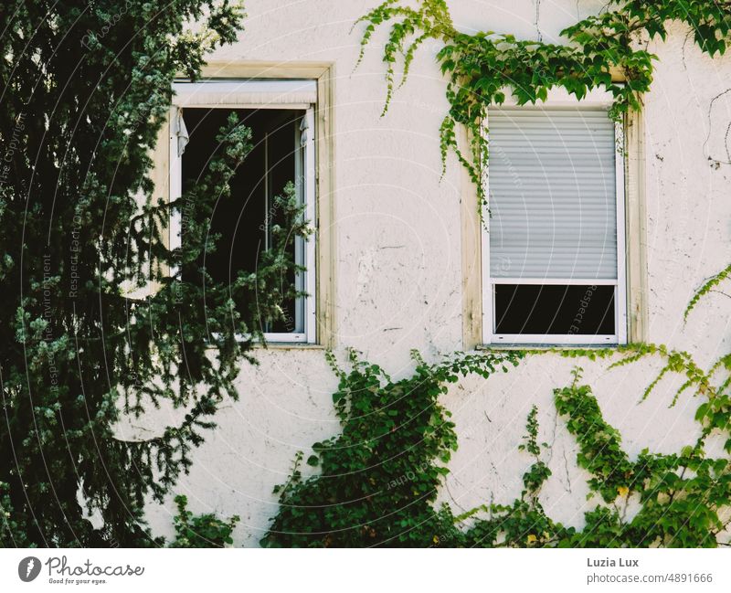 Facade with open windows, green overgrown conifers in front of the window Mysterious enchanted discharging Wild wuchendernd Window Architecture Exterior shot