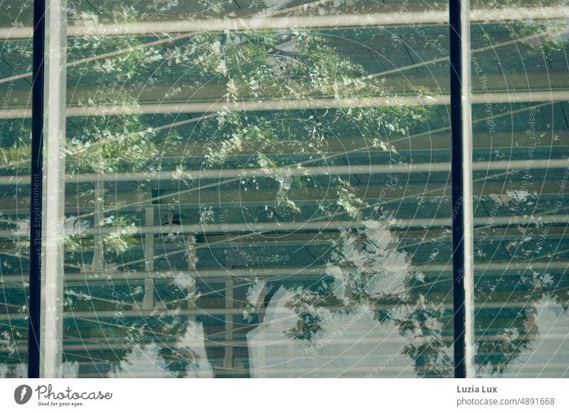 green foliage reflected in the glass facade of a sports hall Green sunny mirror reflection Tree branches Summer Nature leaves Twigs and branches