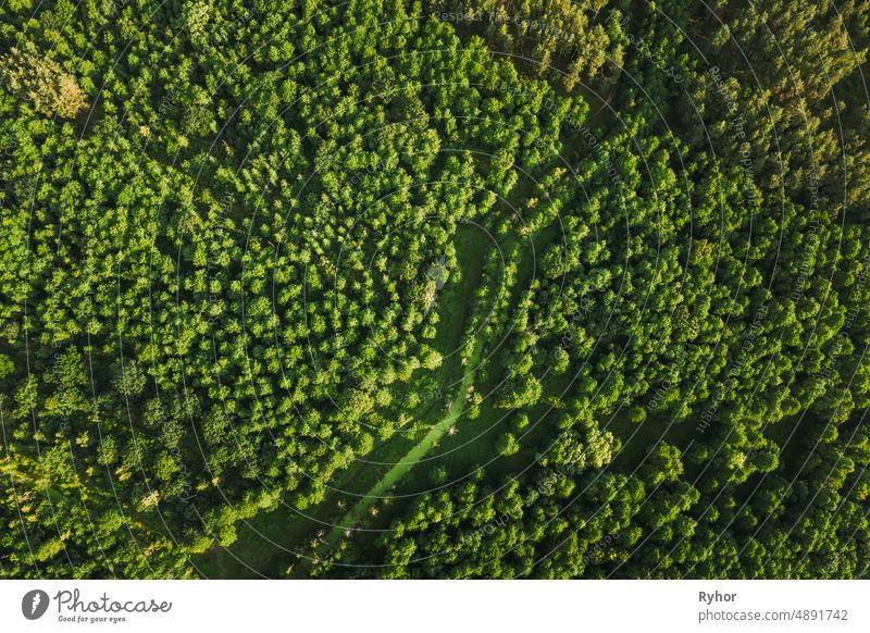 Belarus. Aerial View Of Green Small Bog Marsh Swamp Wetland In Green Forest Landscape In Summer Day. High Attitude View. Forest Lane In Bird's Eye View aerial