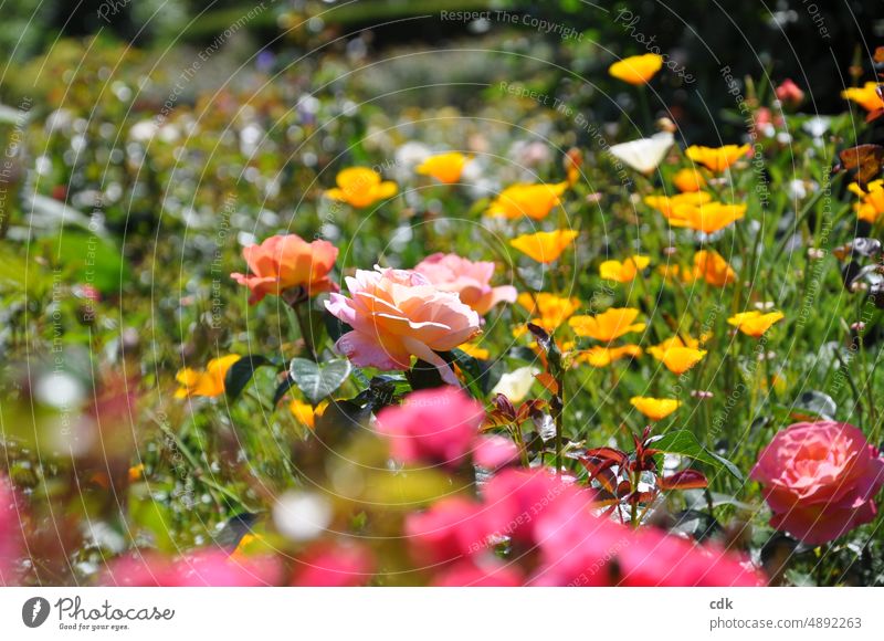 Blossoms in the sunlight | colorful variety | It's summer! flowers blossoms roses colored variegated Flower meadow Flowerbed Nature Environment Garden Park