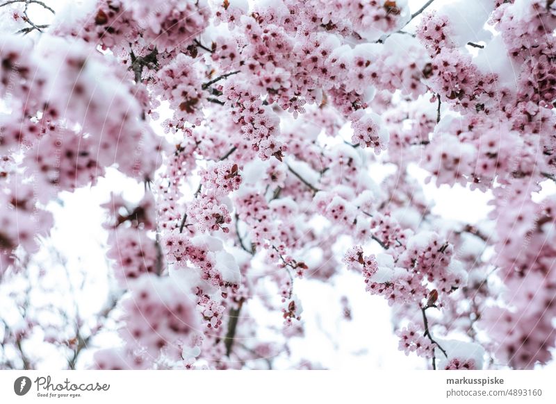 spring awakening Blossom Spring Spring flower Tree pink Pink
