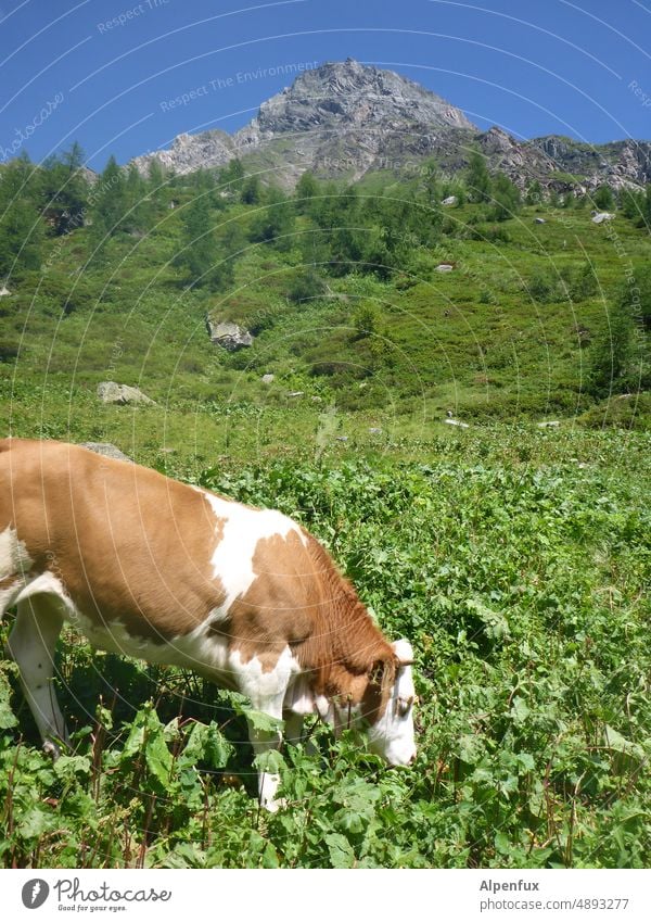 gray wall in front of blue | the alpine pasture remains in the green | it grazes the high cow Cow Alpine pasture Mountain Nature Exterior shot Summer Alps