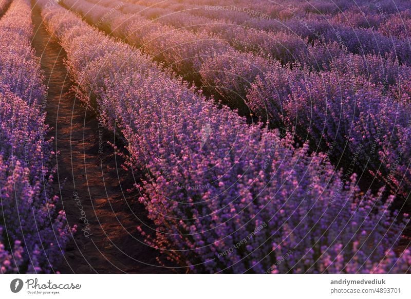close up of bushes lavender blooming scented fields on sunset. lavender purple aromatic flowers at lavender fields of the French Provence near Paris.