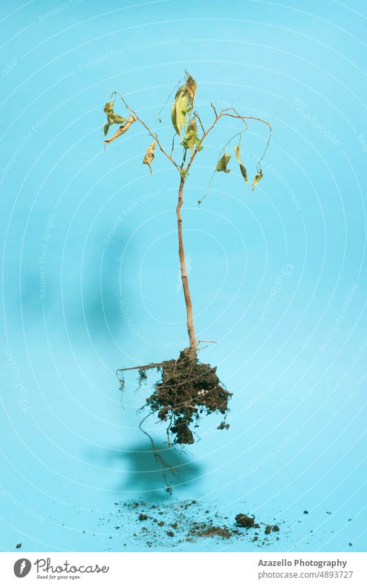 Flying dead plant on blue background. Minimalist abstract image of a dry plant. Root untooted flying plant gravitation surrealism fantasy magic mystery