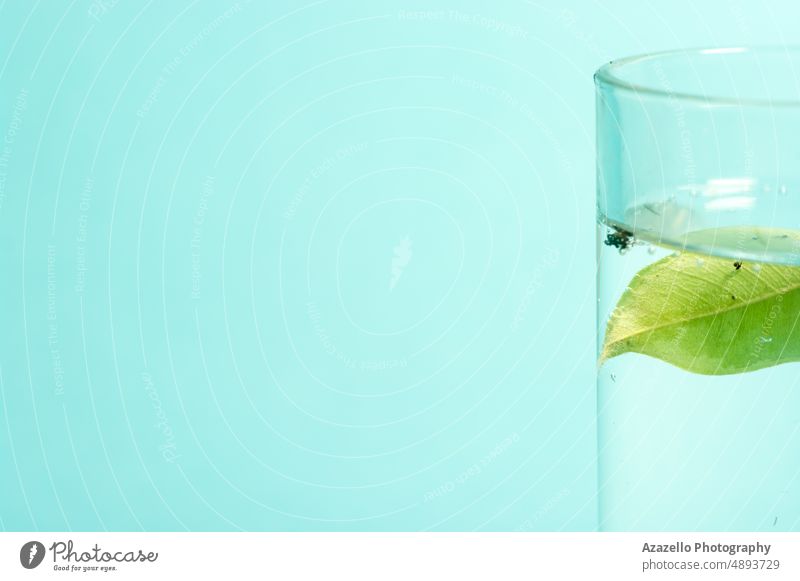 Minimal still life concept dry leaf in a glass of water. macro minimalism nature blue green yellow fine art conceptual idea simplicity creative transparent dirt