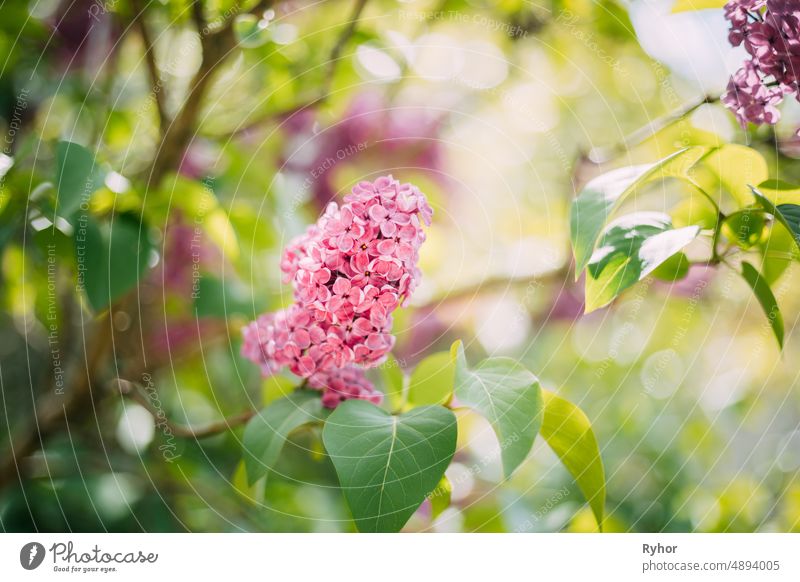 Pink Flowers Lilac In Garden beautiful bloom blooming blossom close-up color europe flora flower fresh full-bloom garden green grow growth lilac many natural