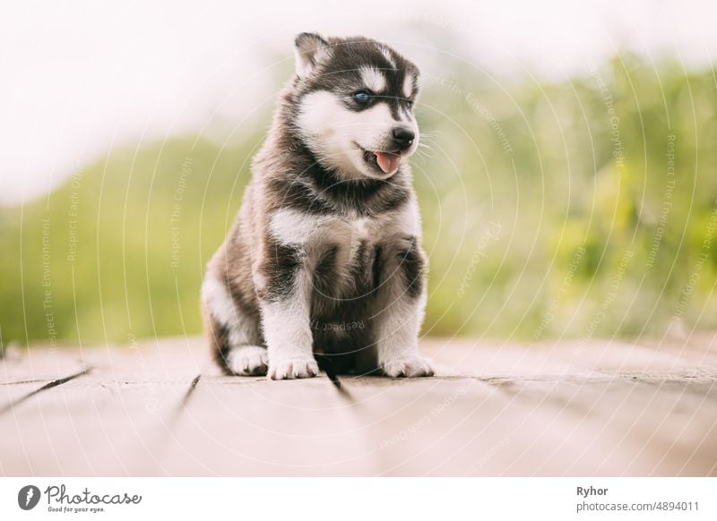 Four-week-old Husky Puppy Of White-gray-black Color Sitting On Wooden Floor And Showing Tongue animal beautiful beauty breed canine color cute dog domestic
