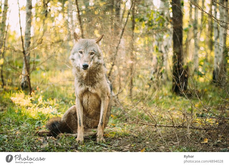 Belarus. Wolf, Canis Lupus, Gray Wolf, Grey Wolf Sitting Outdoors In Autumn Day. Portrait Berezinsky Canis lupus animal autumn beautiful belarus copy space