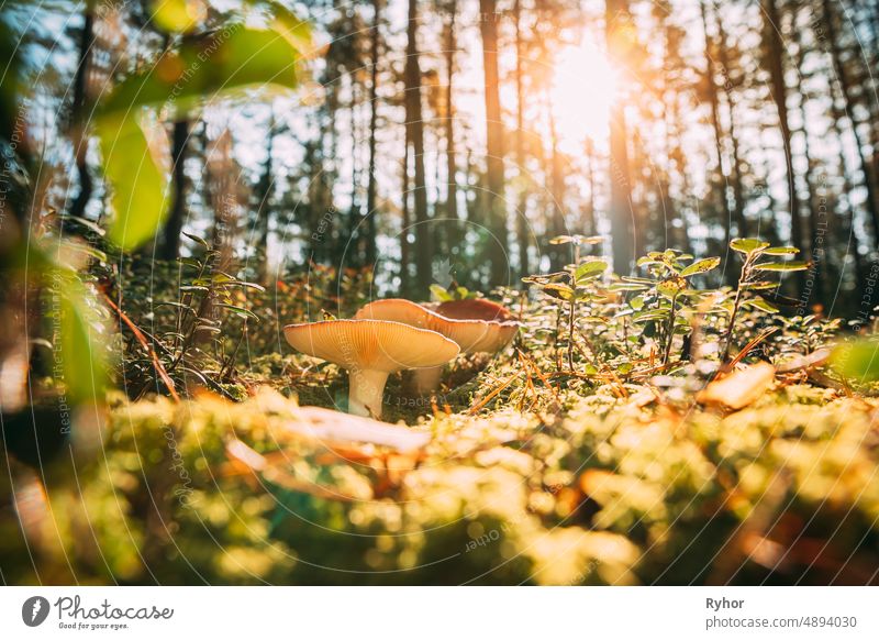 Mushroom Russula emetica - sickener, emetic russula, or vomiting russula. Autumn Forest. Conditionally edible fungus. Sunshine Sunlight Through Woods Landscape. Belarus, Europe