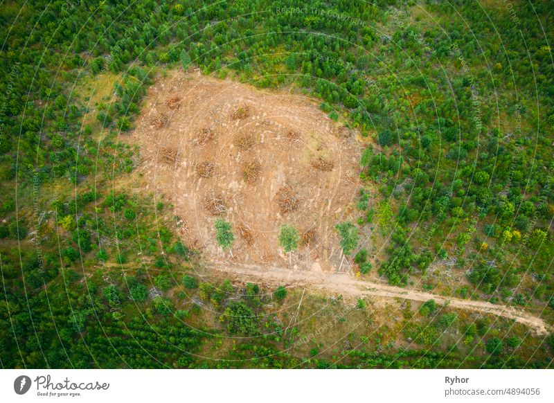 Elevated Aerial View Green Forest Deforestation Area Landscape. Top View Of Fallen Woods Trunks And Growing Forest. European Nature From High Attitude In Summer