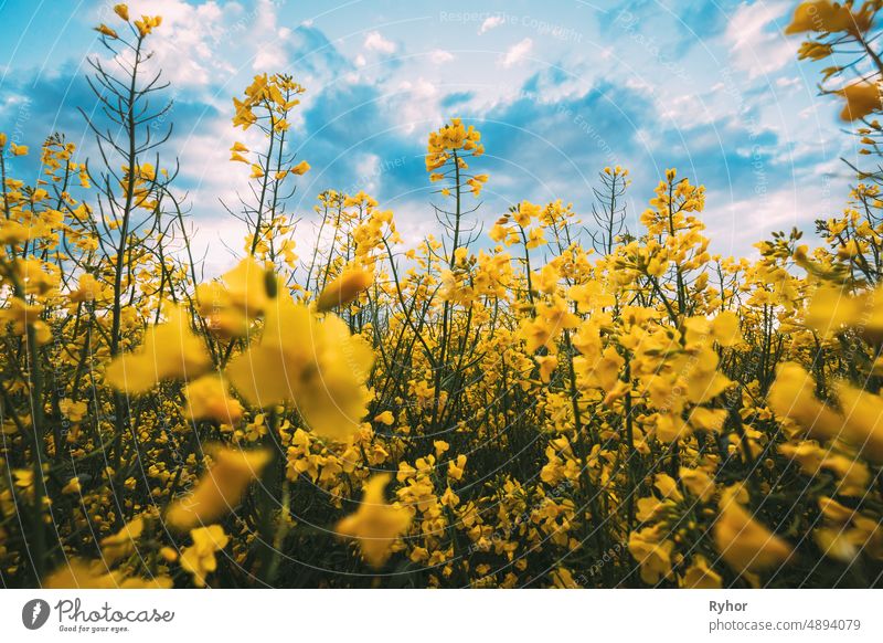 Close Up Of Blossom Of Canola Colza Yellow Flowers Under Blue Sunny Sky. Rapeseed, Oilseed Field Meadow agriculture beautiful bloom blooming blossom blue bright