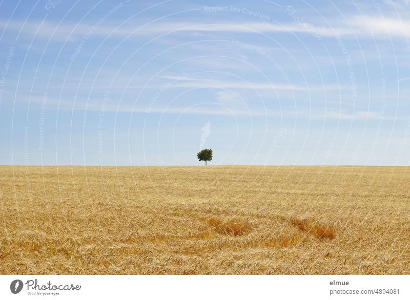 Field with ripe golden barley, a lead track, a single tree on the horizon and light blue sky with single white clouds / summer / harvest time Grain Barley