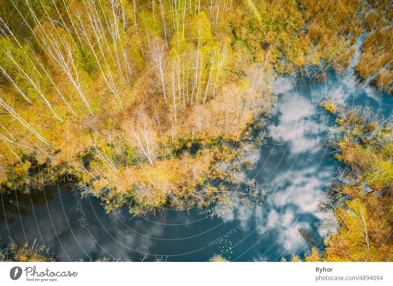 Spring Season. Aerial View. Young Birches Grow Among Small Marsh Bog Swamp. Deciduous Trees With Young Foliage Leaves In Landscape In Early Spring aerial