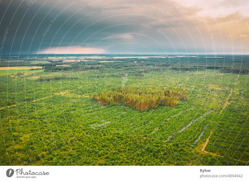 Aerial View Green Forest Deforestation Area Landscape. Top View Of New Young Growing Forest. European Nature From High Attitude In Summer Season aerial