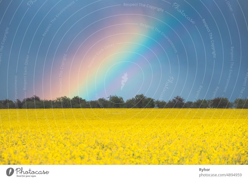 Rainbow Above Rural Landscape With Blossom Of Canola Colza Yellow Flowers. Rapeseed, Oilseed Field Meadow. agriculture amazing backdrop background beautiful