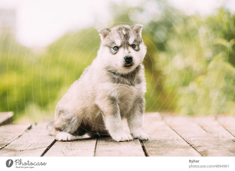 Four-week-old Husky Puppy Of White-gray Color Sitting On Wooden Ground. animal beautiful beauty breed canine color copy space cute dog domestic husky outdoor