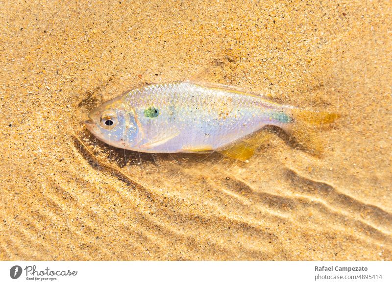colorful fish in shallow water Fish Sandy beach texture Neutral Background Sunlight Summer Climate change animals Beach