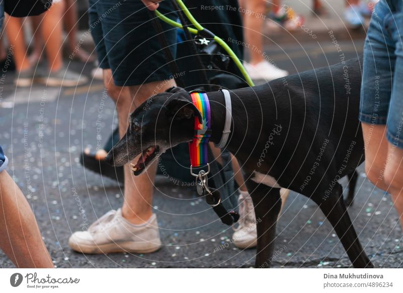 Dog walking with people in the streets of European city at Pride march during June, Pride month. Rainbow collar on a black dog at pride parade. Symbol of LGBTQIA  community.