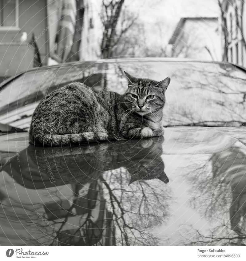 Cat lies and squints on a car hood backlight autumn Black and white Light Shadow White Contrast Street Reflective Car hood relaxing nice life warming gray cat