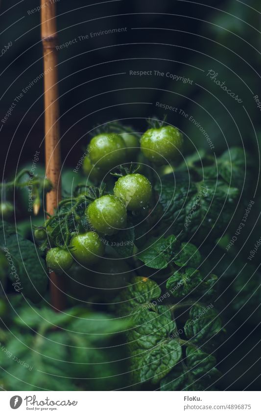 wet green tomatoes in the garden Tomato Green Immature Garden do gardening Vegetable Fresh Nutrition Food Plant Healthy Growth naturally Gardening wax