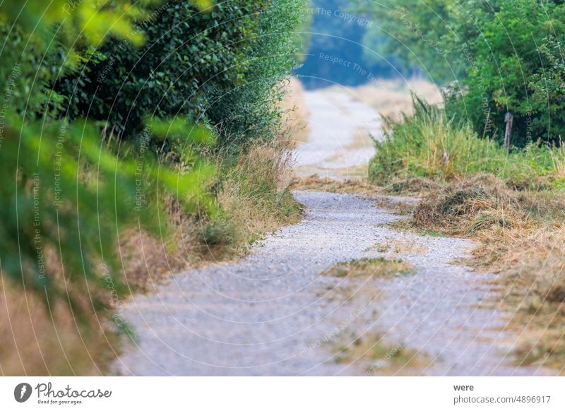 A dirt road between bushes with mowed meadow at the edges and hay Road copy space landscape nature nobody scenery way