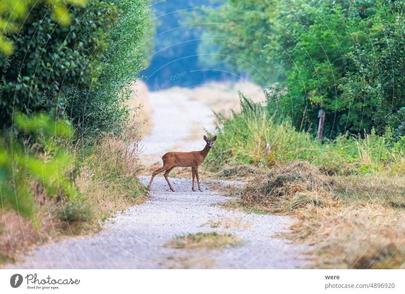 A young roebuck stands on a dirt road between bushes and looks at the camera Capreolus capreolus Young animal cloud cloudy sky copy space cover cuddly dark deer