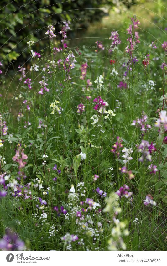 Purple and white flowers on flower meadow in front of beech hedge Flower Plant Meadow Flower meadow Green Yellow Nature Bee paradise Insect paradise Growth