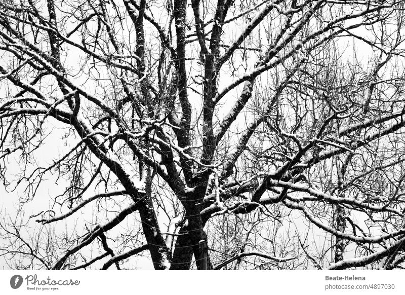Winter painting in black and white Tree Bleak sheep black-white Branch branches Wintertime Cold Nature White trees reflectiveness retreat Deserted darkness