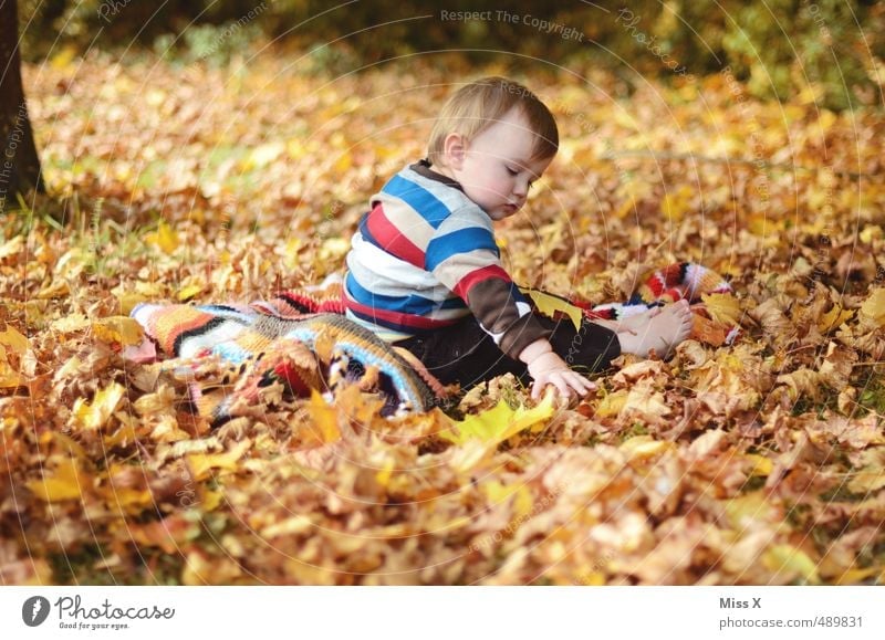 In the foliage Leisure and hobbies Playing Children's game Human being Baby Toddler Infancy 1 0 - 12 months 1 - 3 years Autumn Leaf Garden Park Forest Sweater