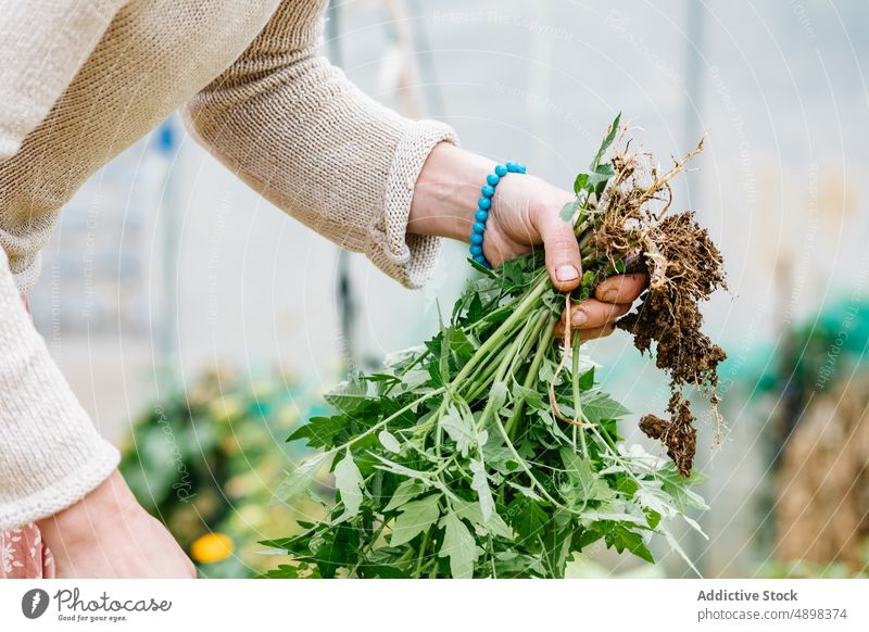 Crop anonymous woman holding bunch of herbs with roots in greenhouse harvest farmer agriculture plant pick work hothouse female casual cultivate organic