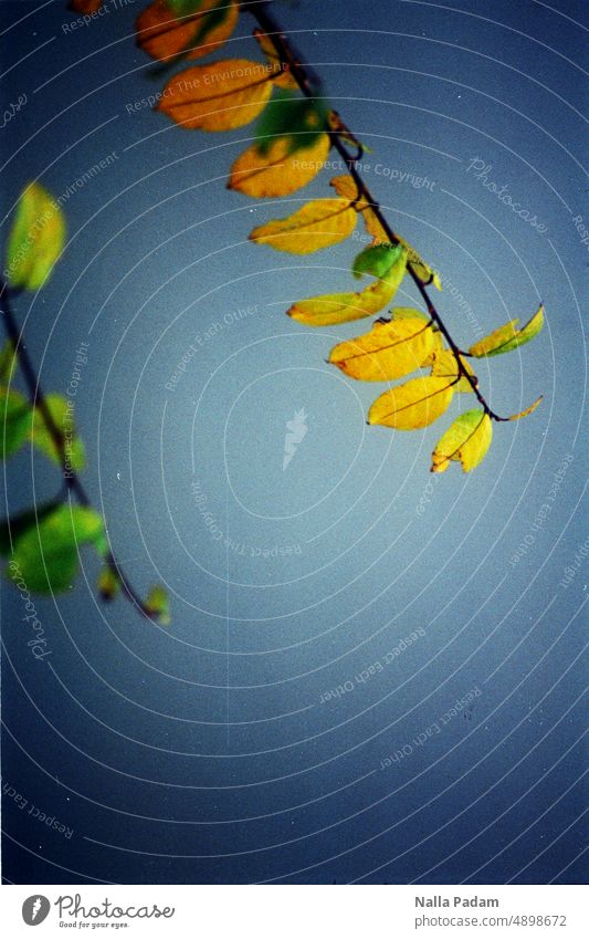 Branches and leaves Analog Analogue photo Colour Colour photo Leaf Sky Yellow Blue Exterior shot Nature Deserted Day