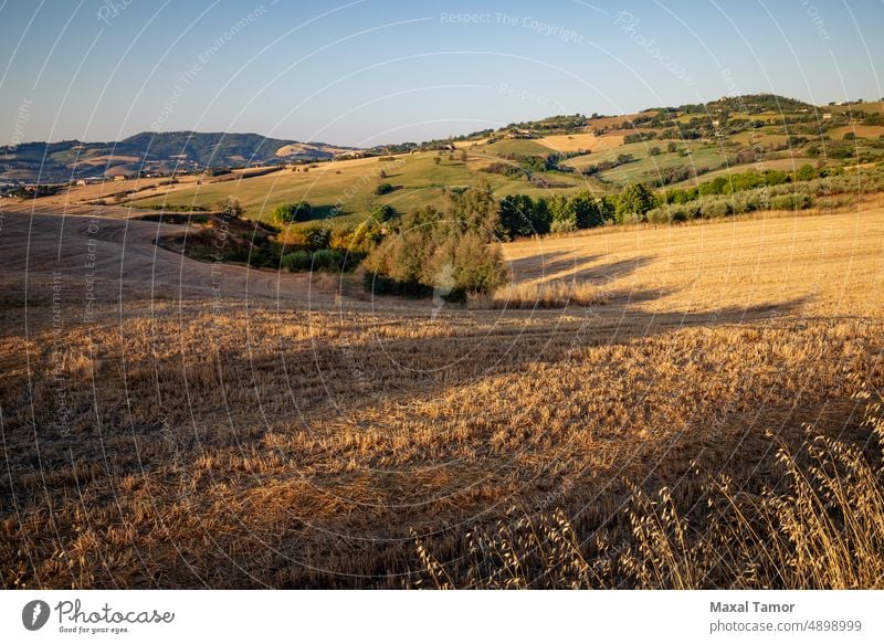 View of the fields near Tavullia at morning after the sunrise, Marche, Italy agriculture beautiful beauty blue clouds country countryside dawn day environment