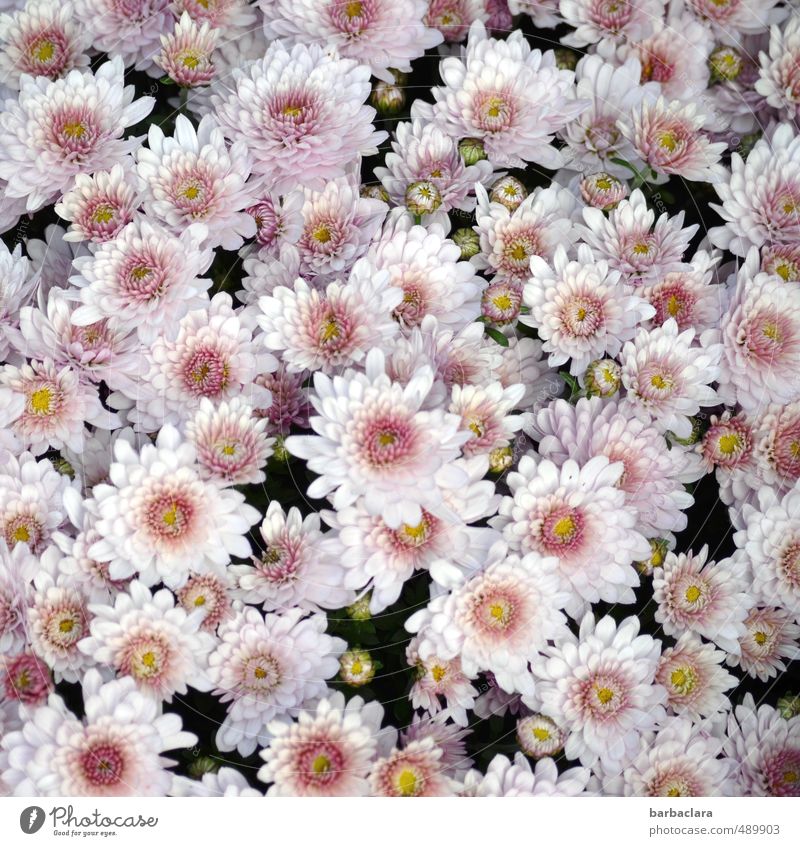 autumn flowers Autumn Flower Blossom Agricultural crop Chrysanthemum Blossoming Esthetic Fresh Bright Beautiful Many Pink Moody Love Romance Colour Emotions