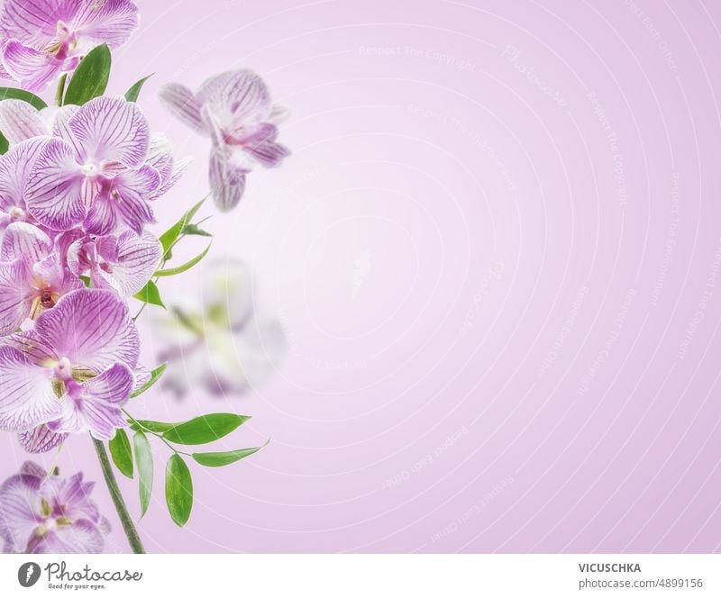 Pink orchids flowers border at pastel colored background. pink front view copy space backdrop beautiful bloom blooming blossom concept flora floral frame petal