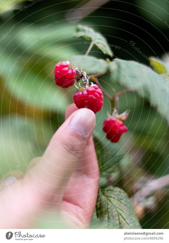 Woman foraging wild raspberries Raspberry forage hand woman nature natural wild food fruit
