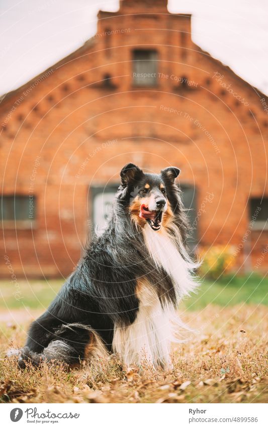 Tricolor Rough Collie, Funny Scottish Collie, Long-haired Collie, English Collie, Lassie Dog Posing Outdoors Near Old House Colley Long-Haired Collie animal